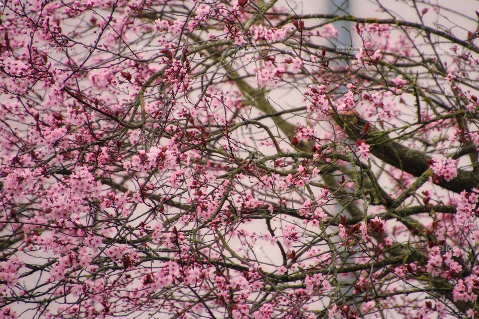 Full frame shot of a blooming pink cherry tree with buds and flowers in spring 