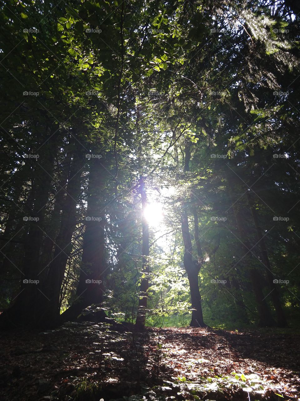Sun behind the trees in forest. Slovakia