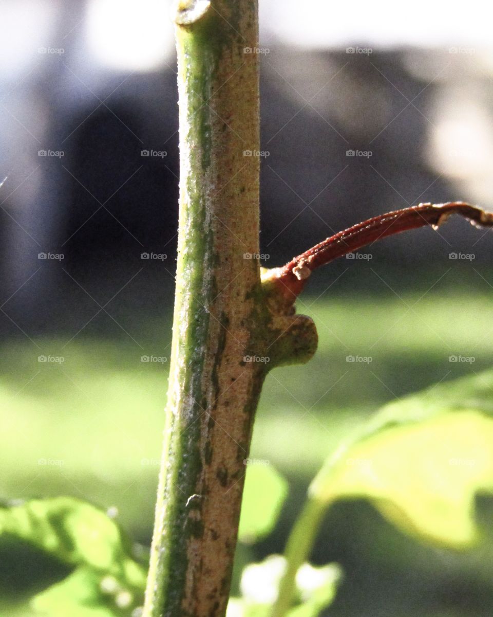Closeup of a plant