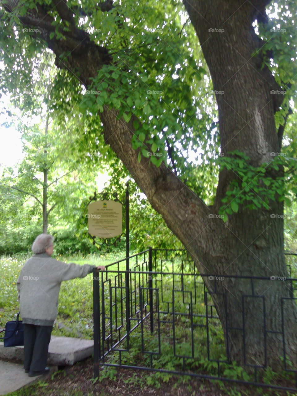 Rear view of senior woman standing under tree