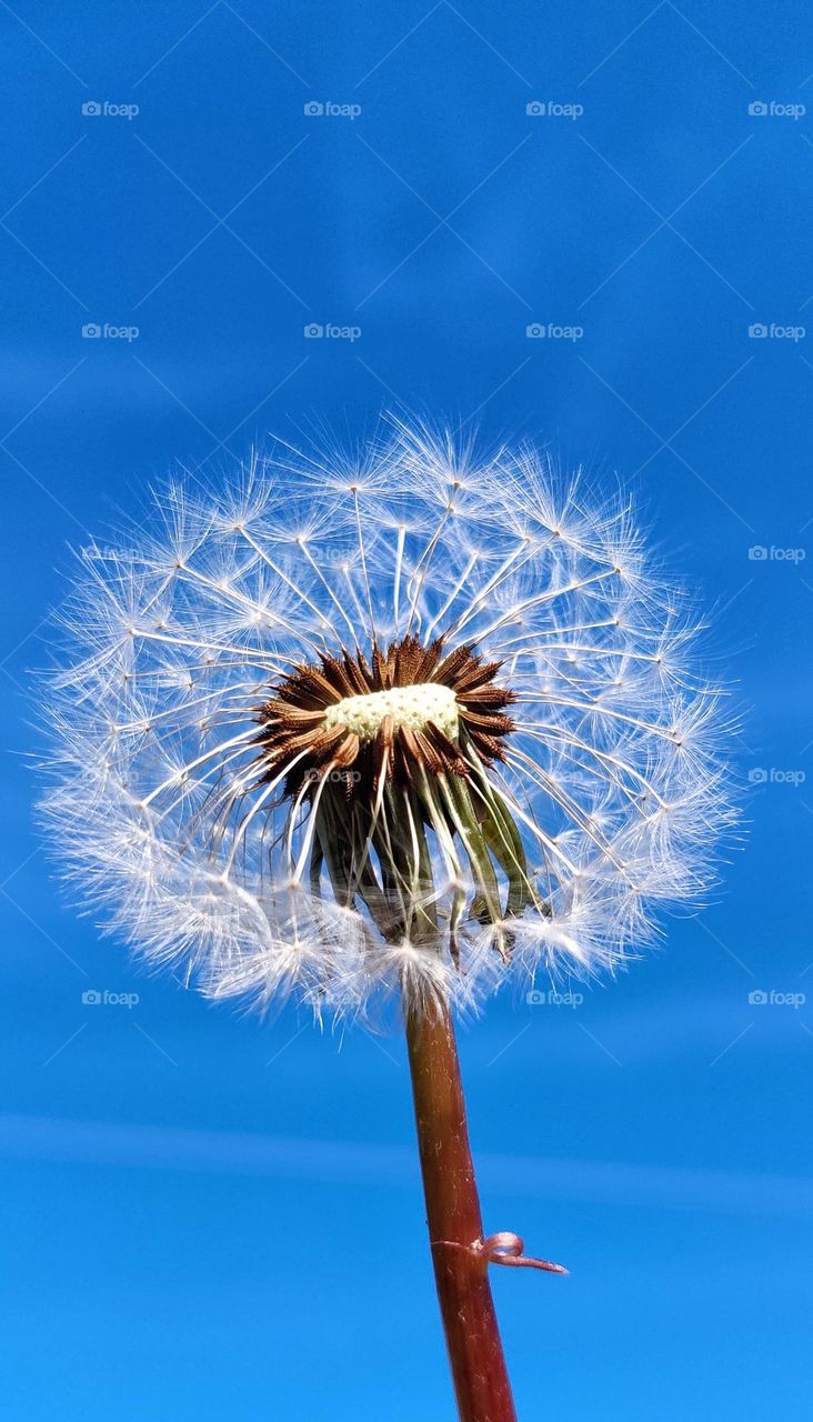 beautiful dandelion in the blue sky