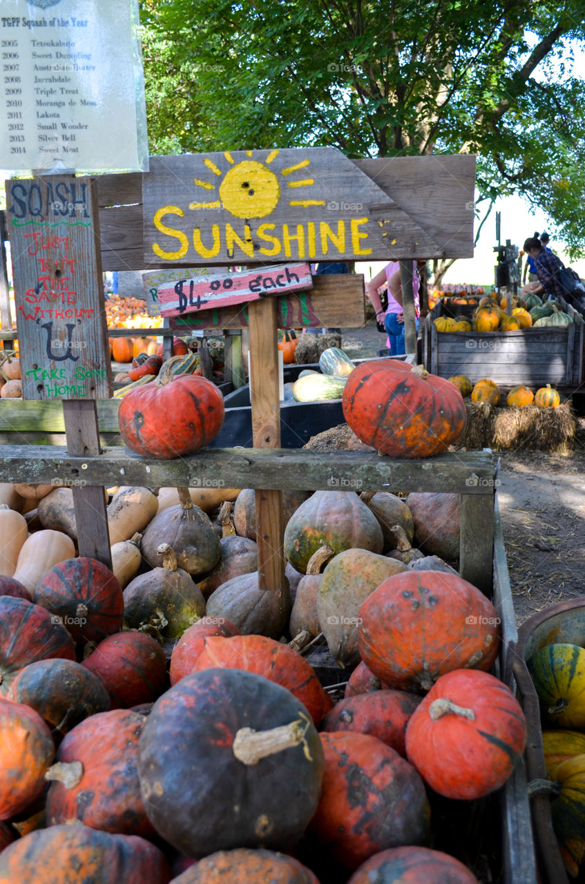 Squash display at a local pumpkin patch in the fall