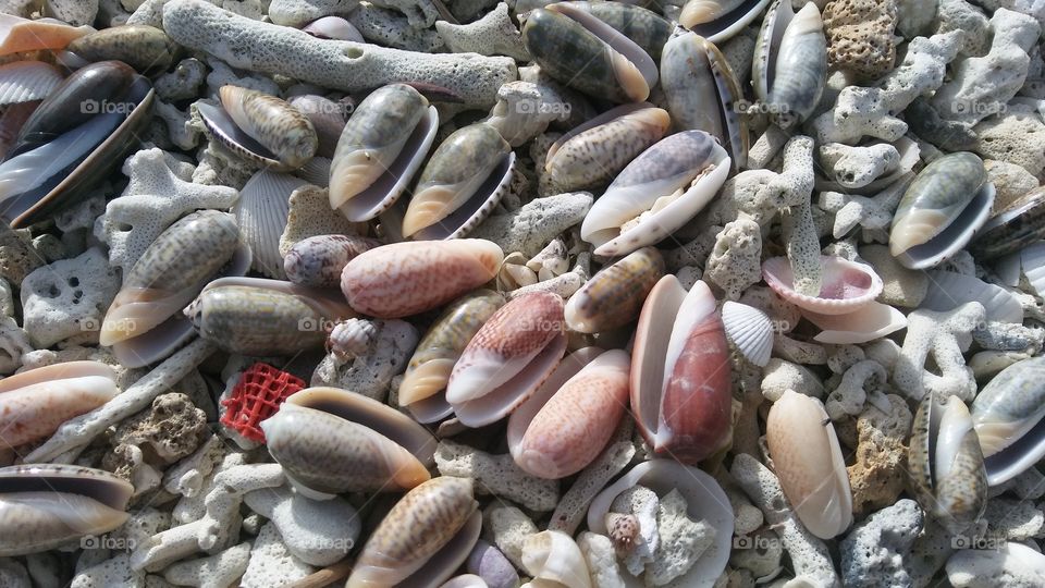 Full frame of seashells