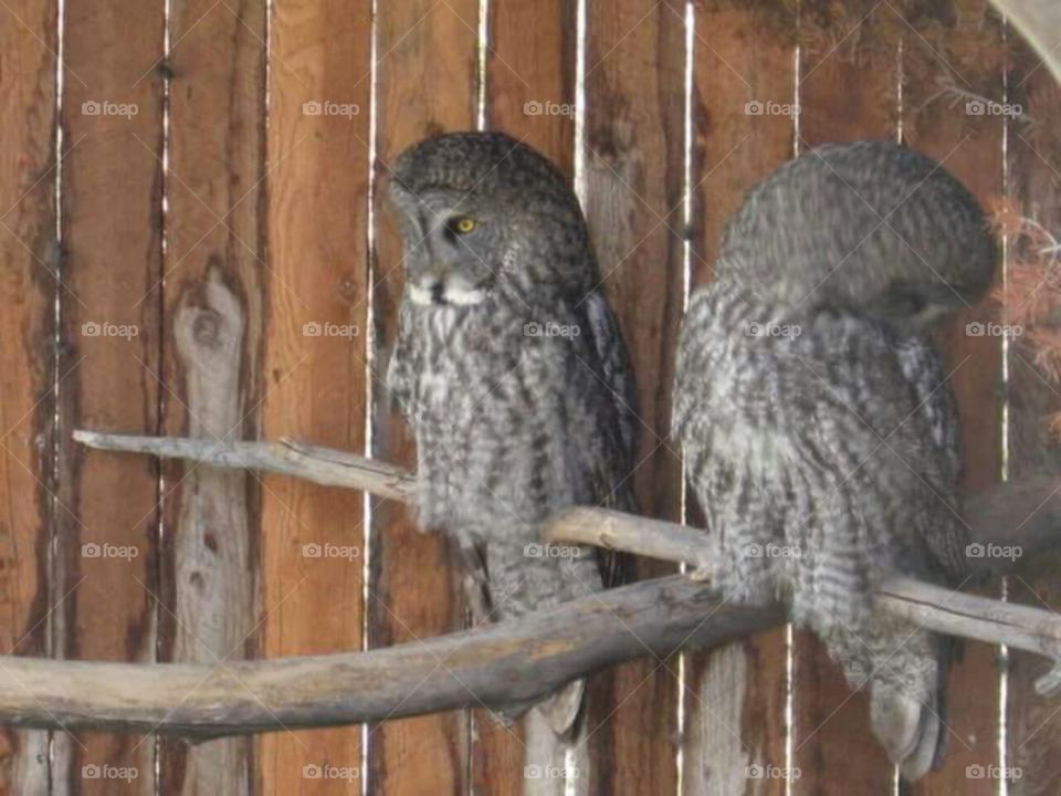 Owls on a perch at wildlife park.