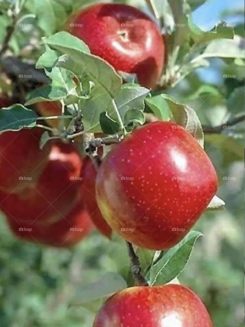 Red Apples