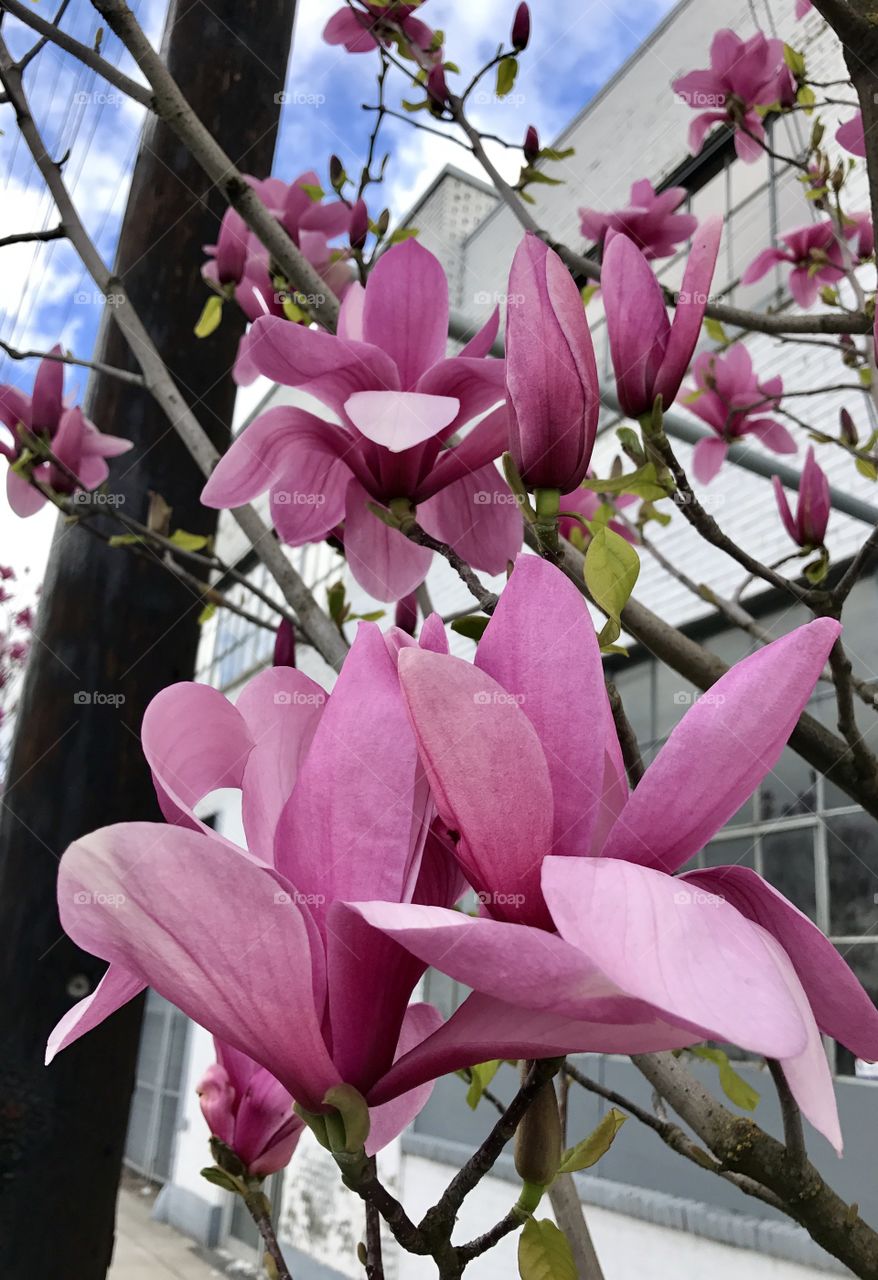 Steel Magnolia