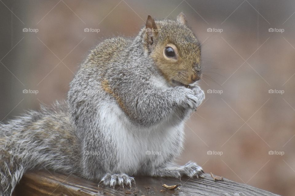 Cute, pain in the neck squirrel