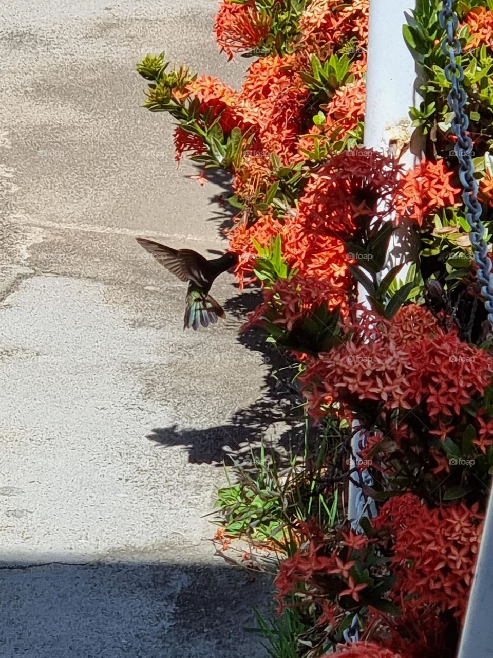 Sucking nectar from flowers