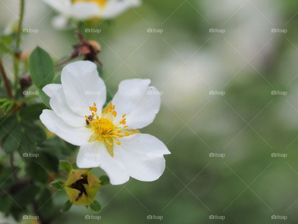 Flower with insect