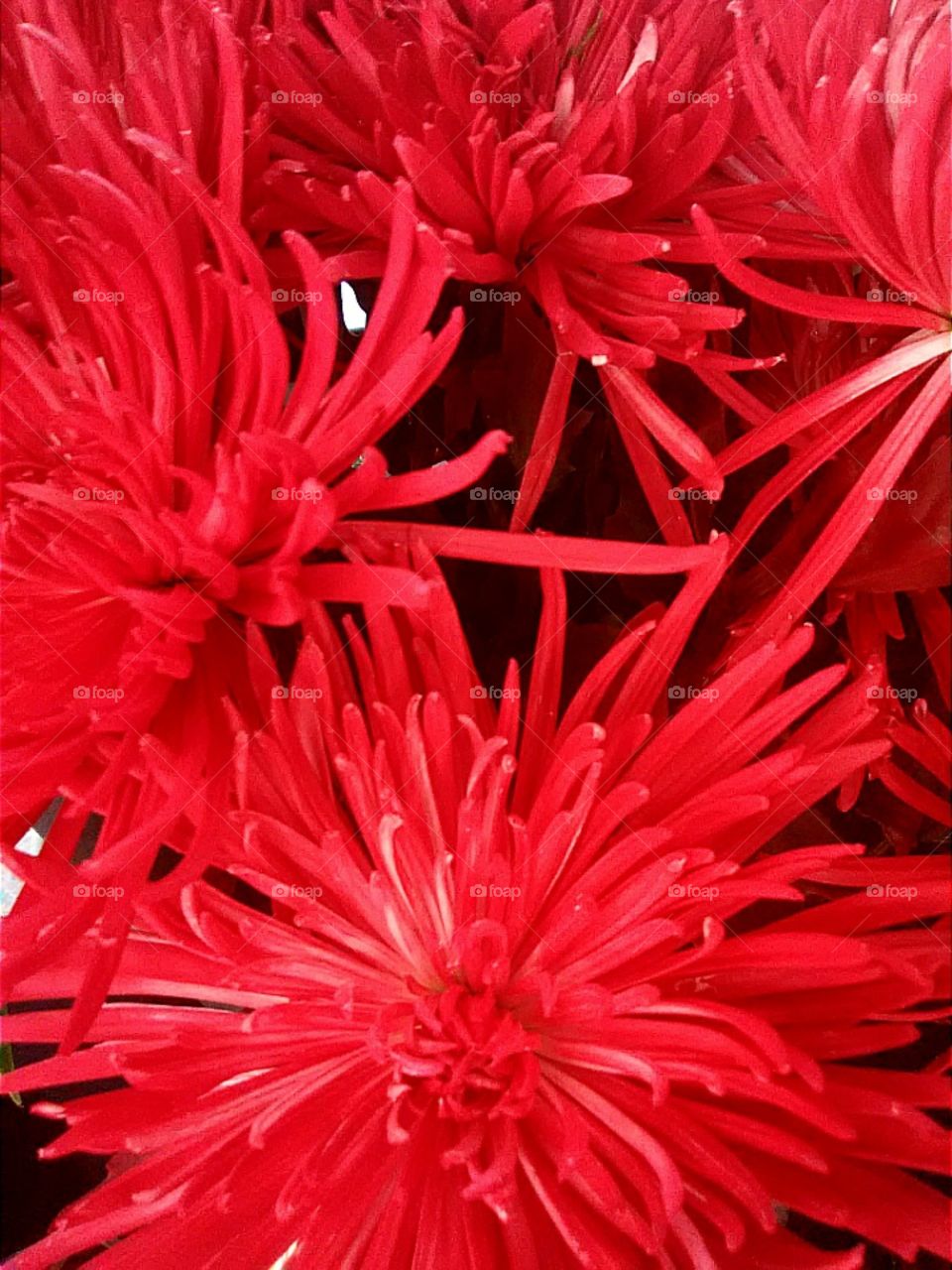 Bright Red Spikey Flowers