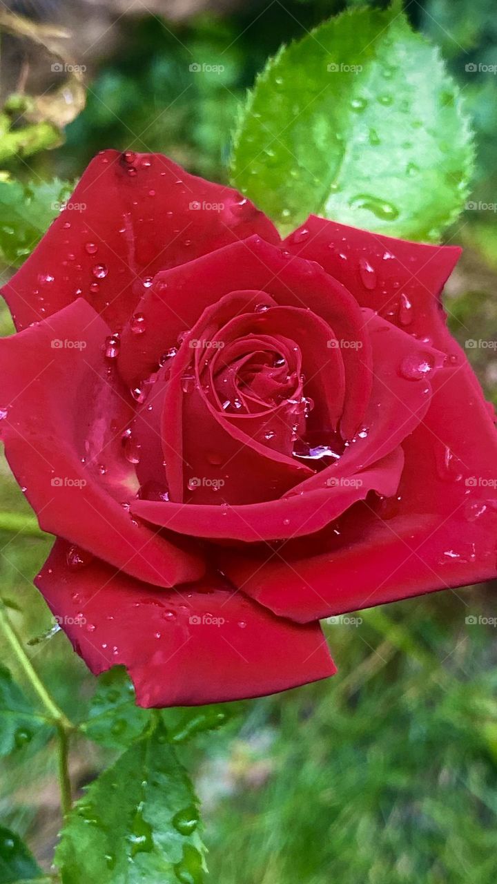 Red rose. 🥀