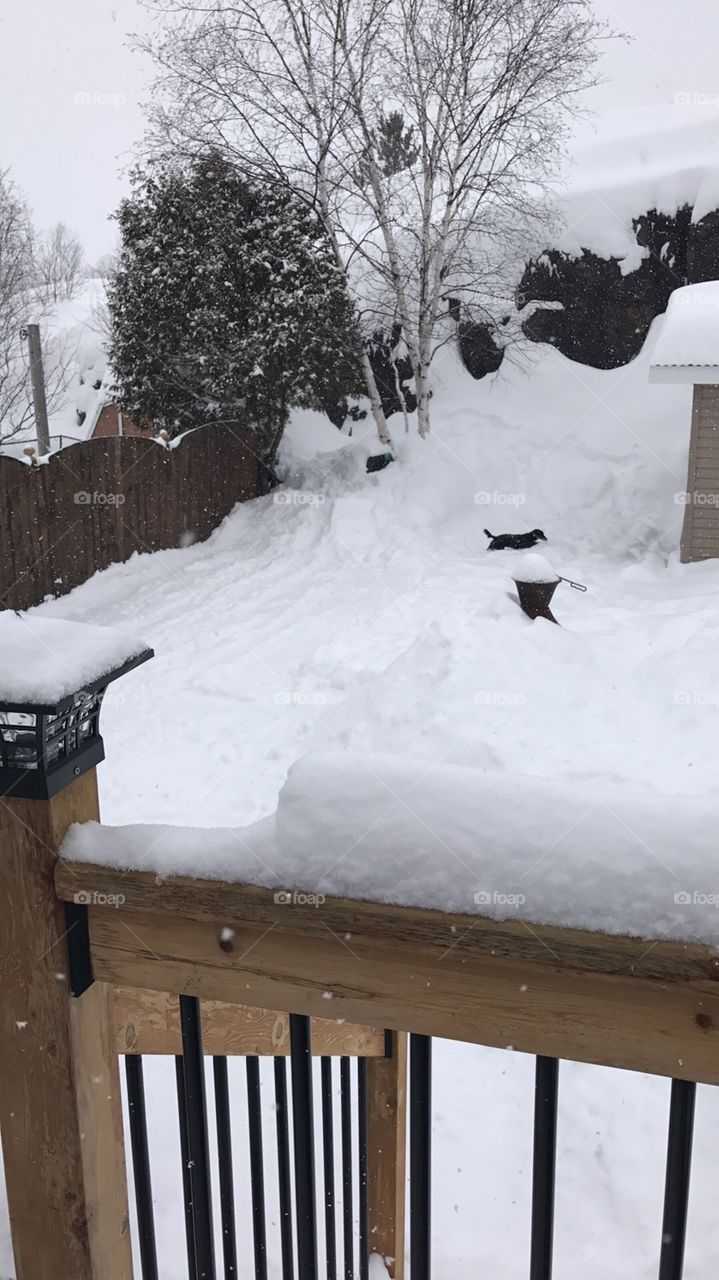 Puppies in a snowy yard
