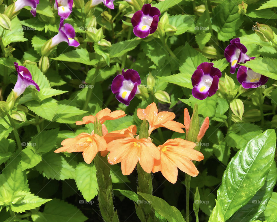 Orange and purple flowers