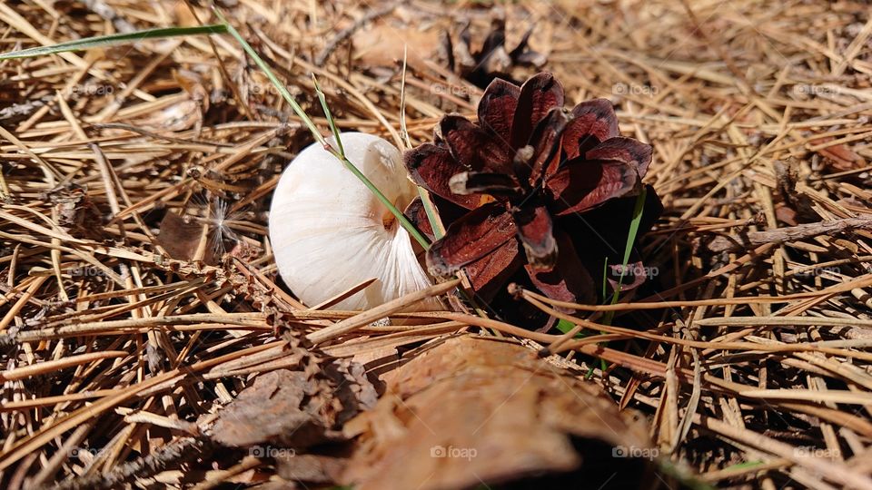 Snail shell and tang
