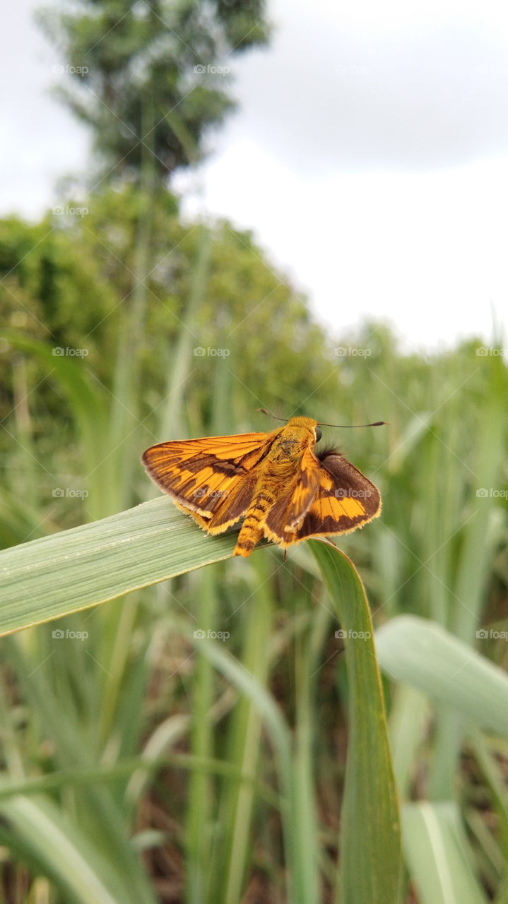 The Insect sitting on sugarcane leaf with spreading wings. It is brown in colour with blackish patches on wings having green blurred background with blue sky.