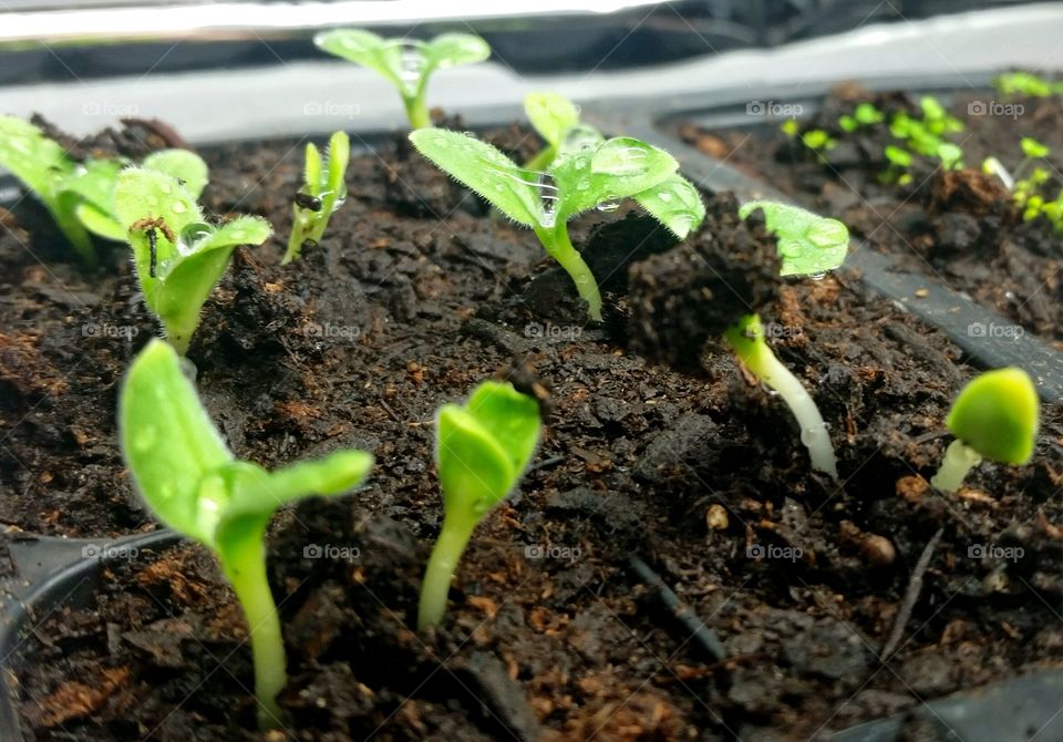 borage growing