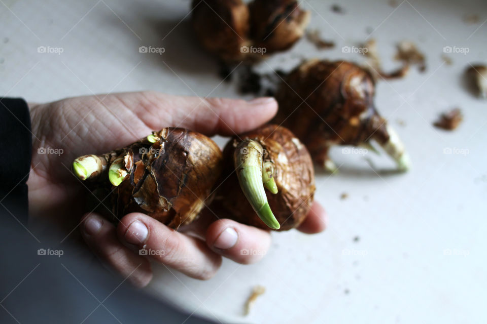 Person holding narcissus flower bulbs