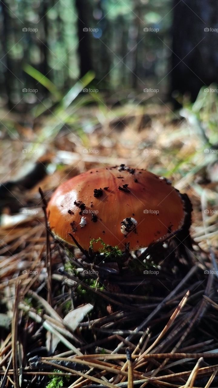 Macro photo of mushrooms in the forest