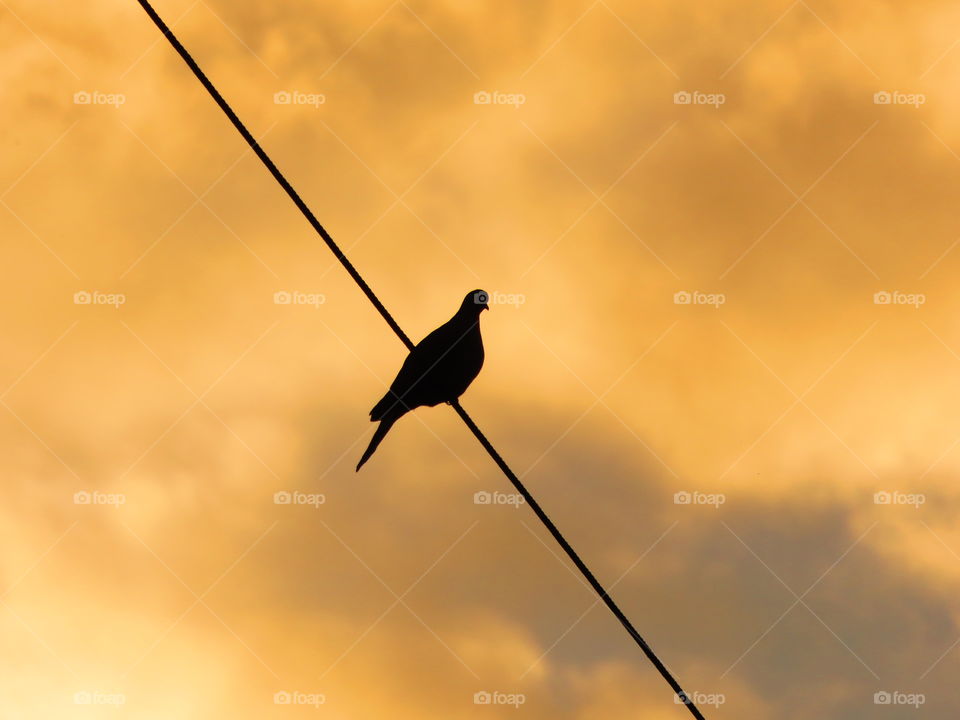 Silhouetted bird perching on wire