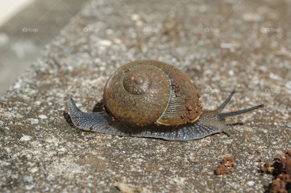 Shell Snail Crawling On Cancrete