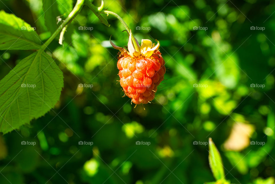 my garden raspberry bush
