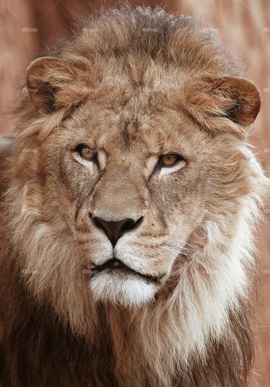 Portrait of a lion