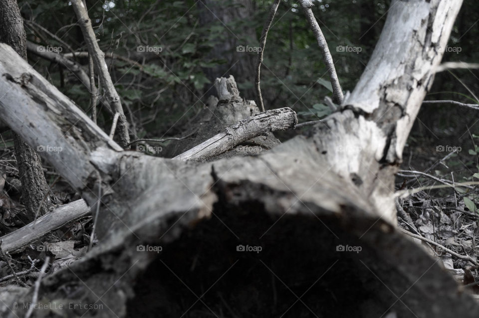 woods fallen tree stump south carolina by mushjet