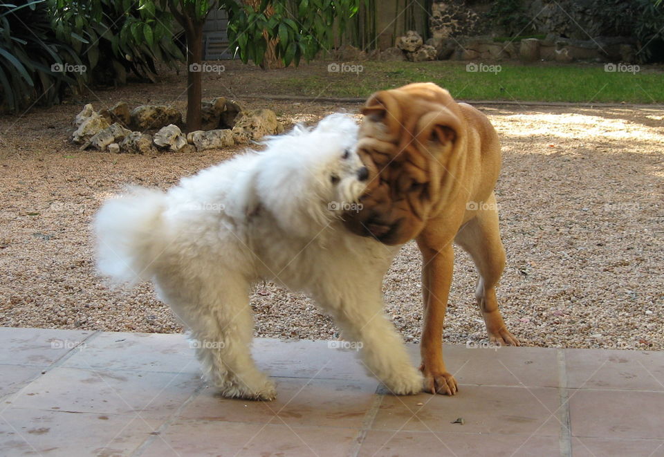 Taiga and Leona