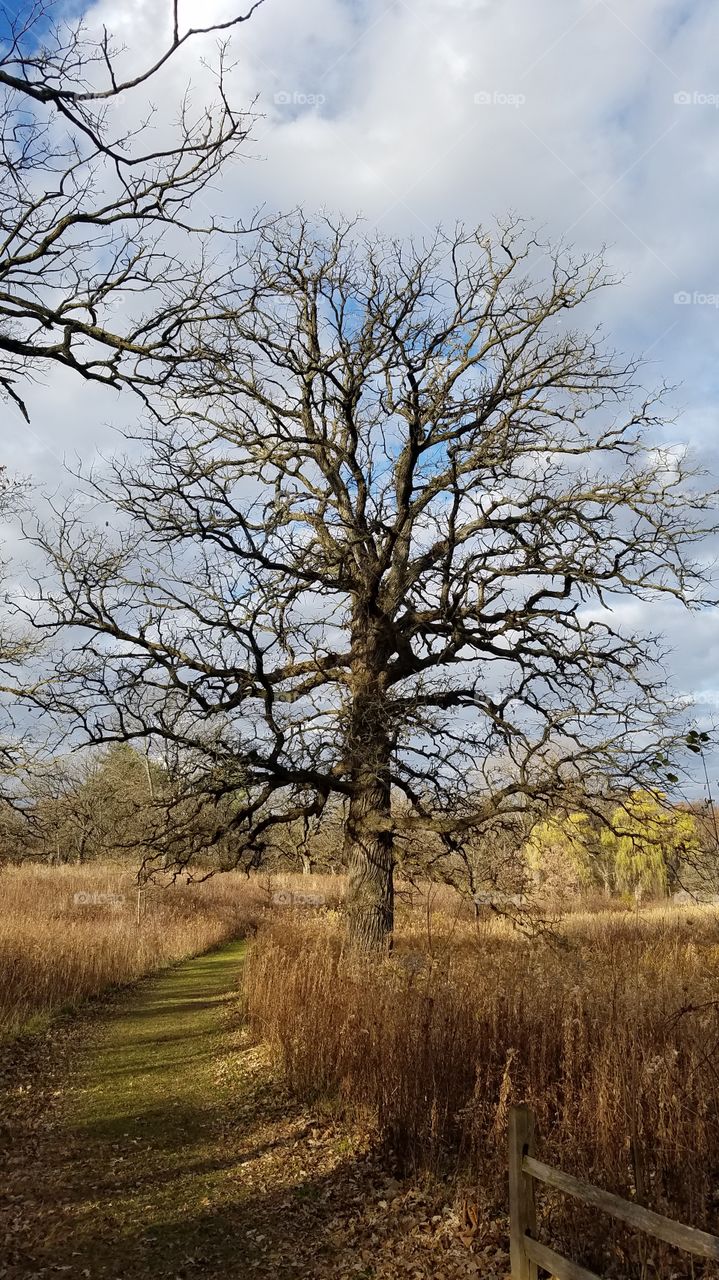 tree in the park