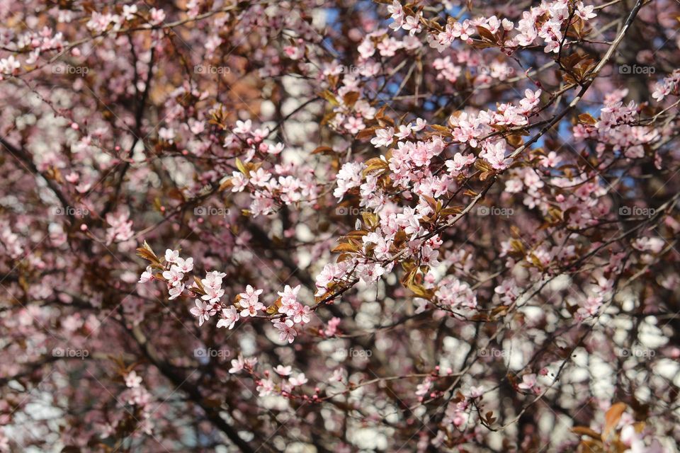 pink spring flowers