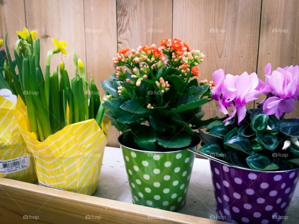 House Plants in Pots