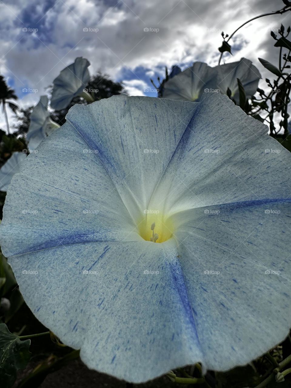 Flying Saucer blue morning glory flowers with blue spring sky background 