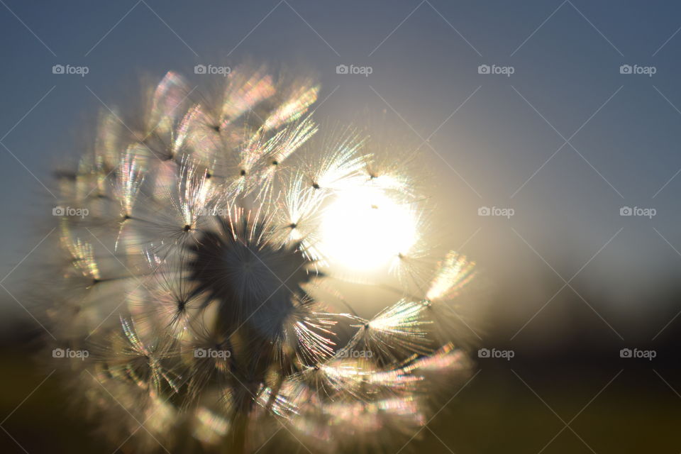 The light coming through the dandelion's seeds creates a beautiful effect.