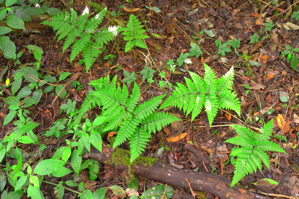 green leaf fern by sonchai