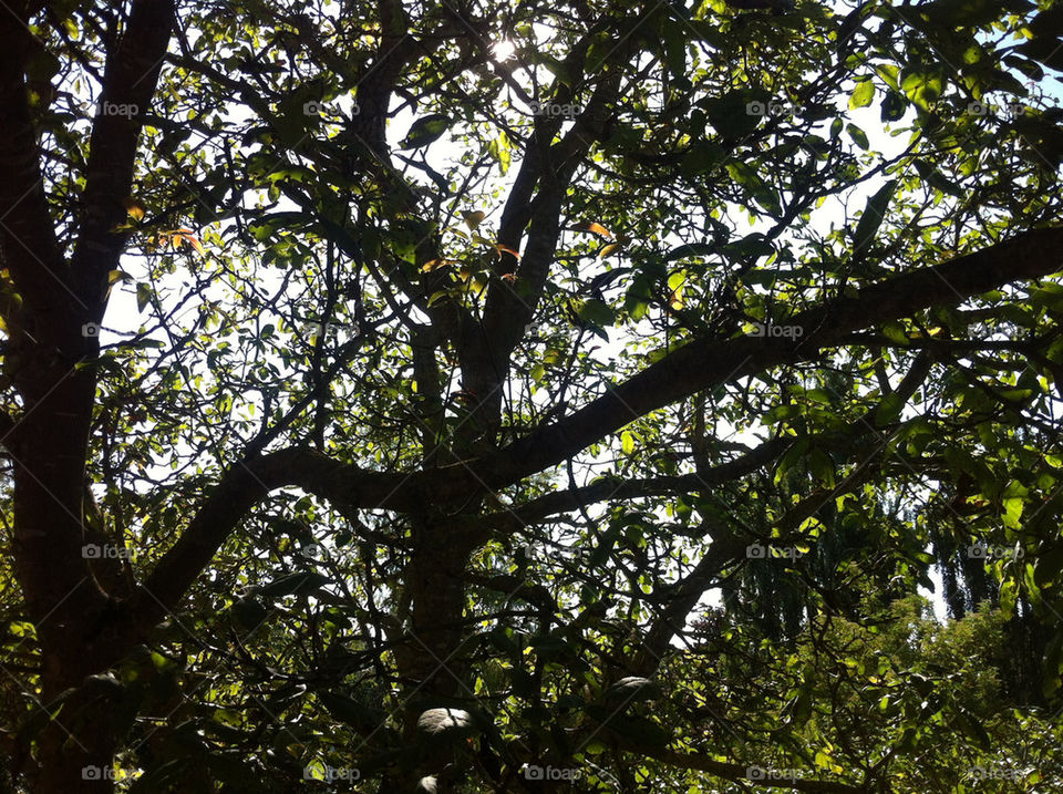 sky green summer tree by henne