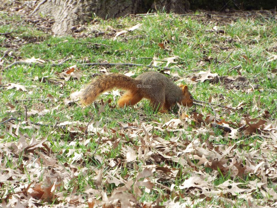 Squirrel digging 