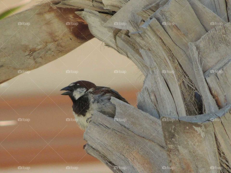 Bird in Cabo