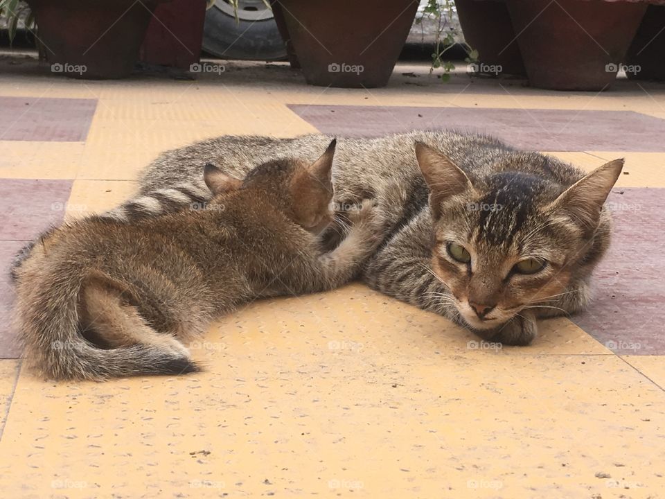 Feeding her kitty
