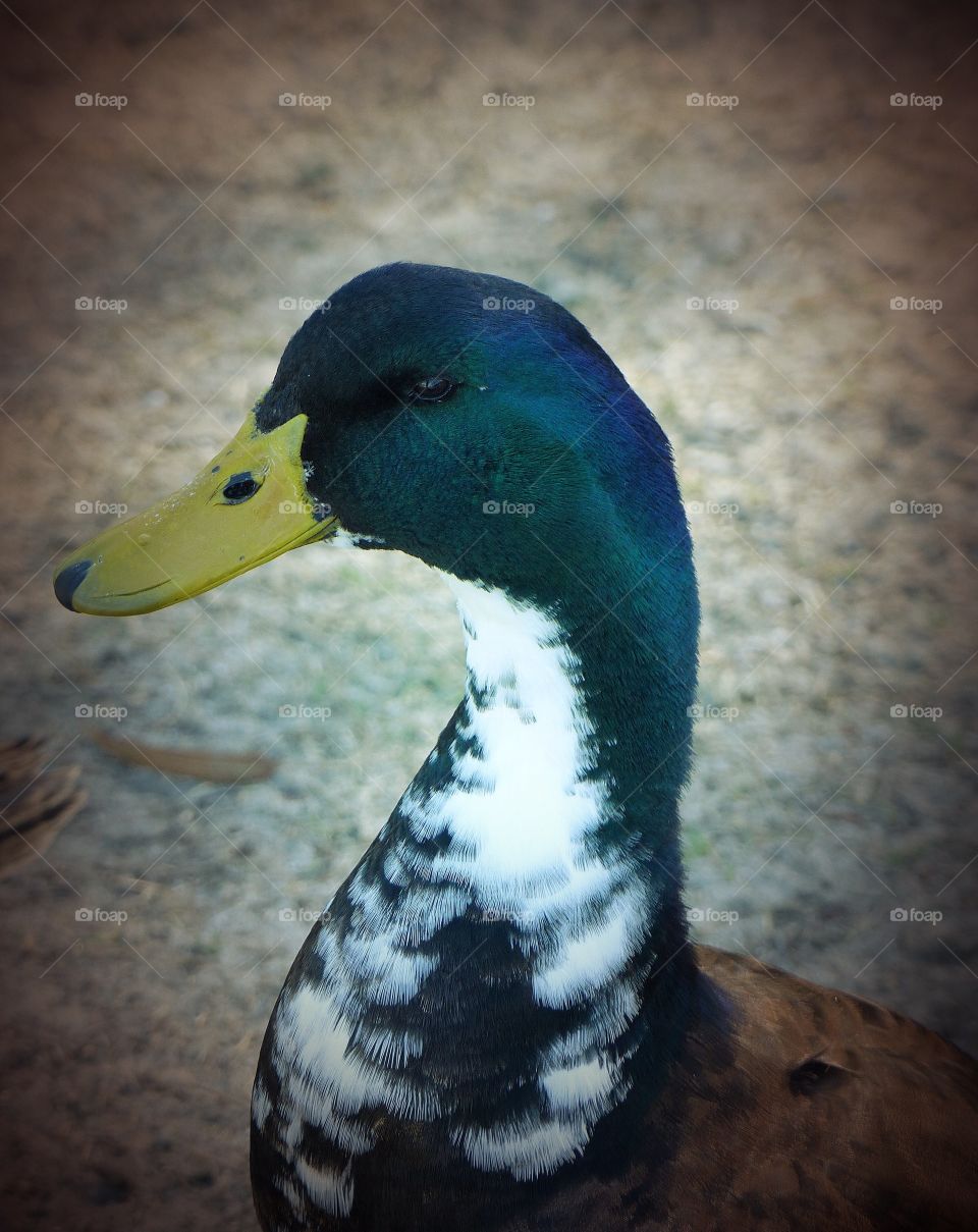 Mallard portrait 