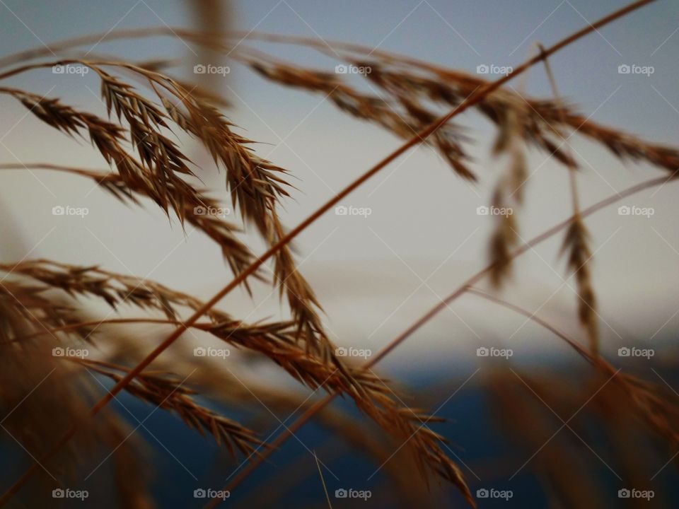 grass and sunset