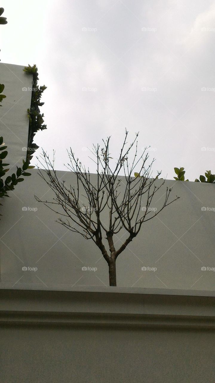 dry tree, new leaf growing tree, potted ornamental tree.