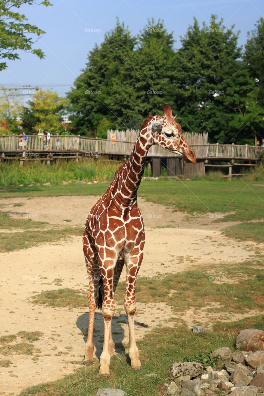 image of giraffe