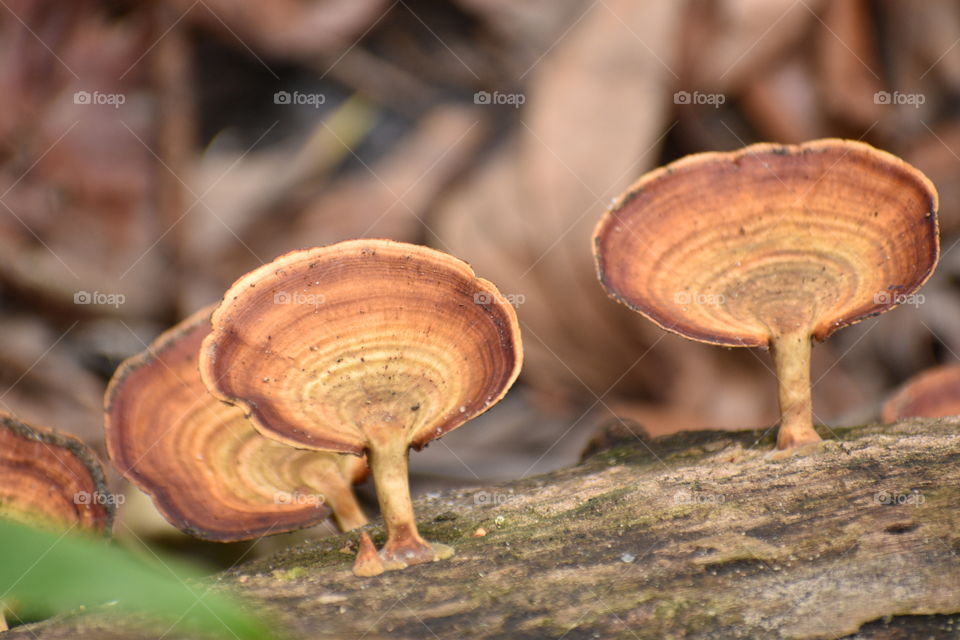grey coloured forest mushroom on wood