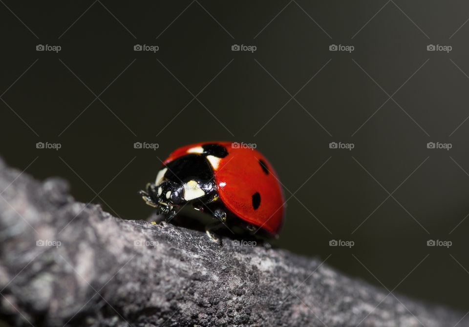 beautiful ladybug on a branch . macro shot.  amazing world of macro