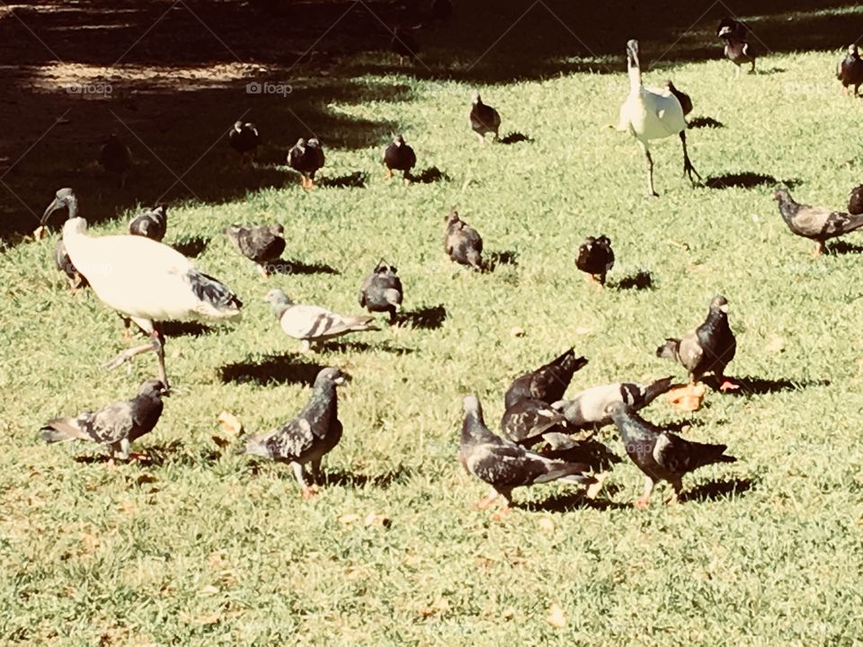 Pigeons and ibises on the grass.