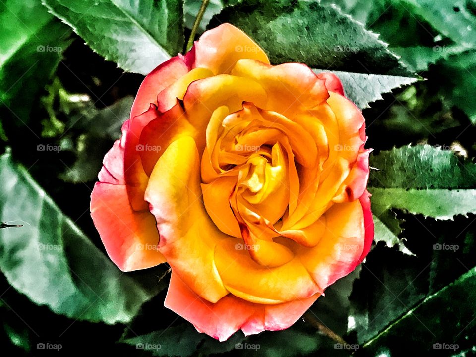 Orange rose in bloom