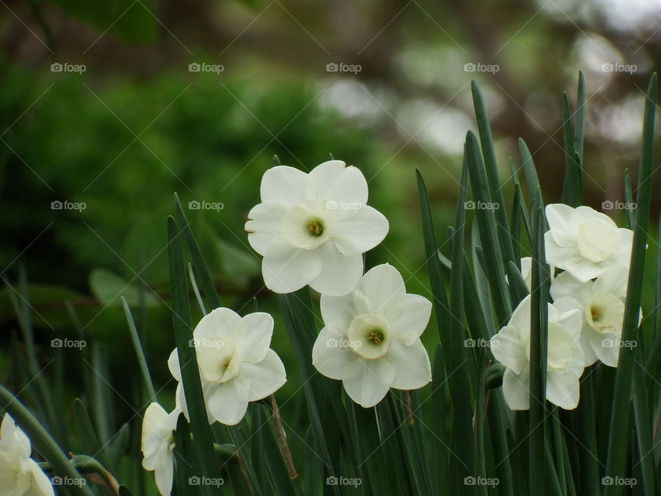white daffodils in green grass