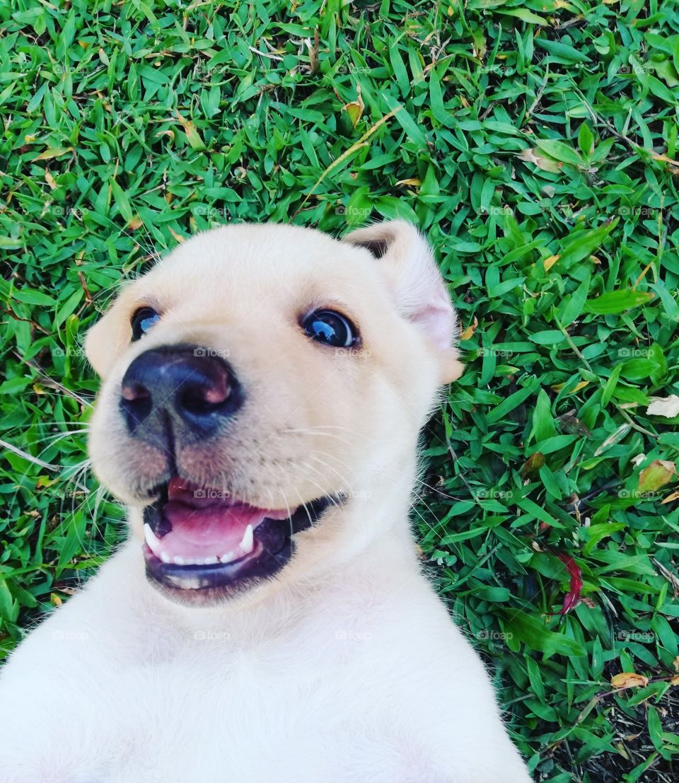 Selfie of a cute little puppy girl while playing on green grass