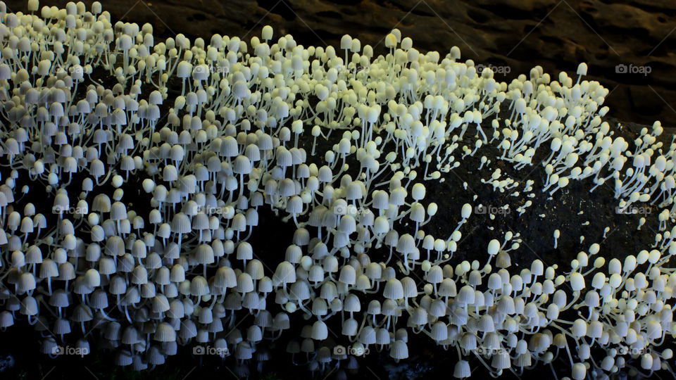 Funghi della foresta