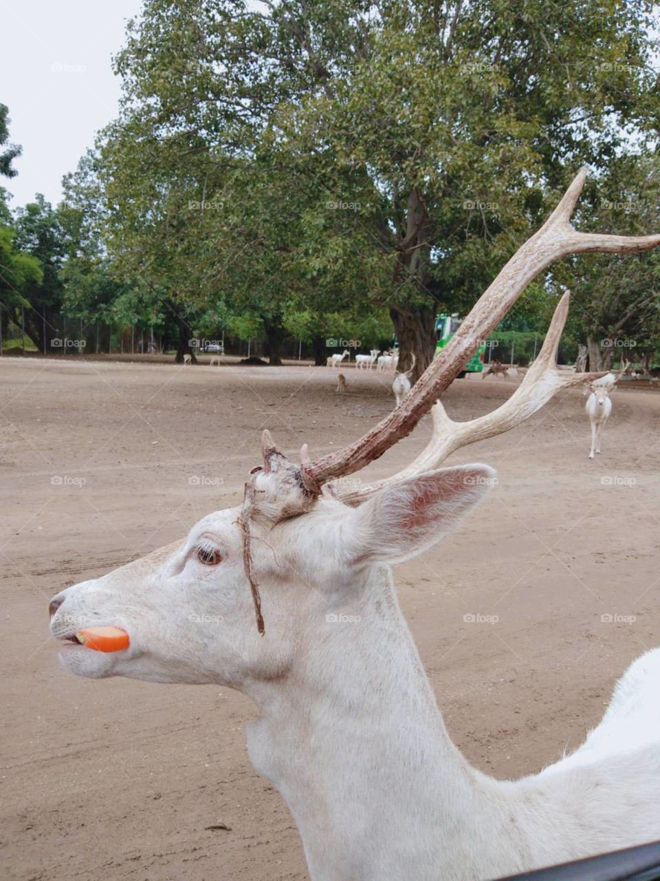 White deer with carrot in Kanchana Safari, Thailand.